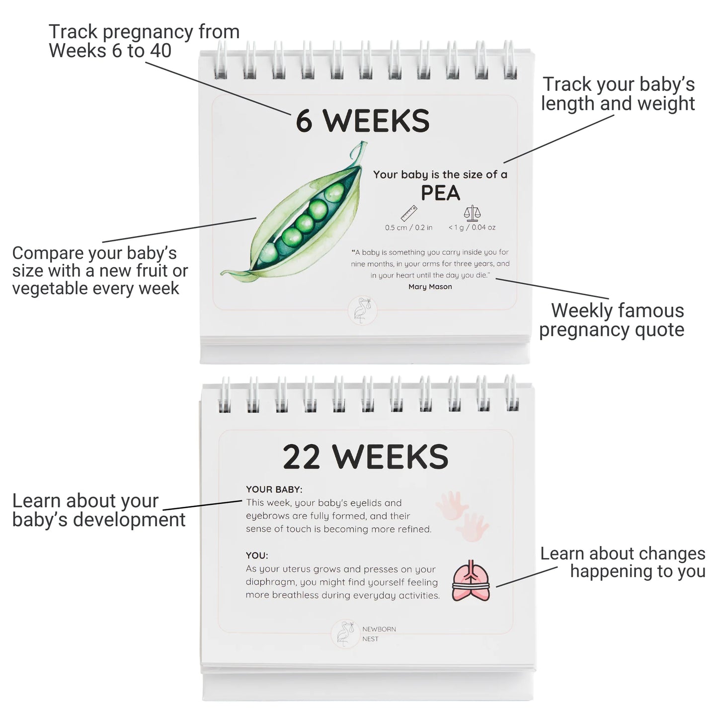 Newborn Nest - The Growing Miracle Pregnancy Calendar